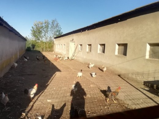 Predám 3-mesačné nosnice