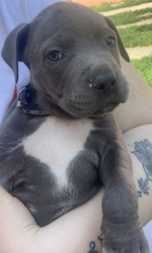 Americký staffordshire terrier