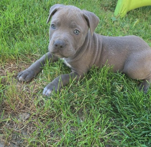 Americký staffordshire terrier