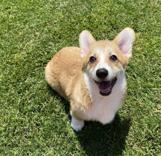 Welsh Corgi Pembroke