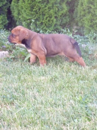Tosa inu šteniatka