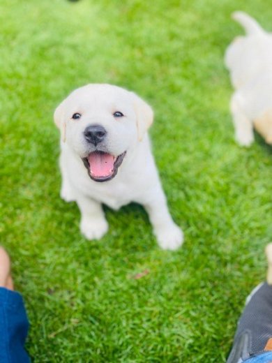 Labrador retriever