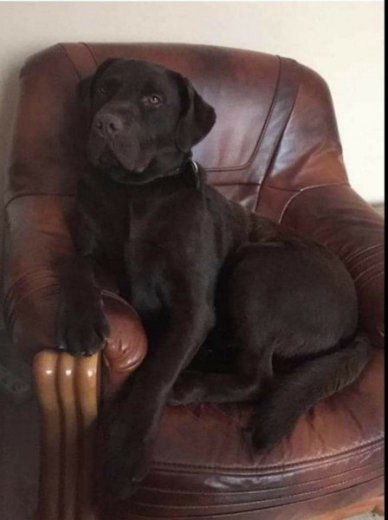 Ponukam na krytie Čokoládového labradora.
