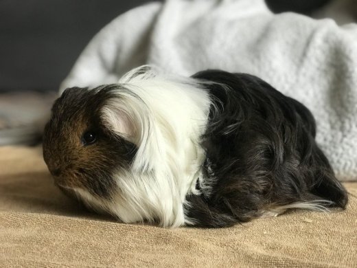 morské prasiatko SHELTIE  čistokrvné