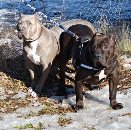 American bully