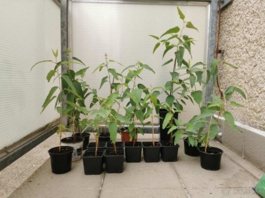 Eukalyptus citrónový, citriodora