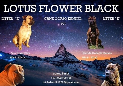 Cane Corso