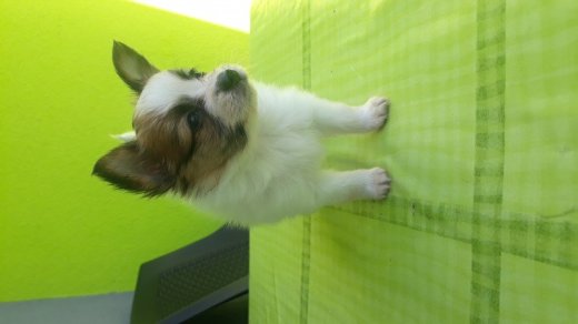 Papillon phalene