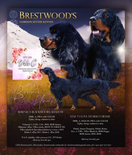 Gordon setter - šteniatka s PP