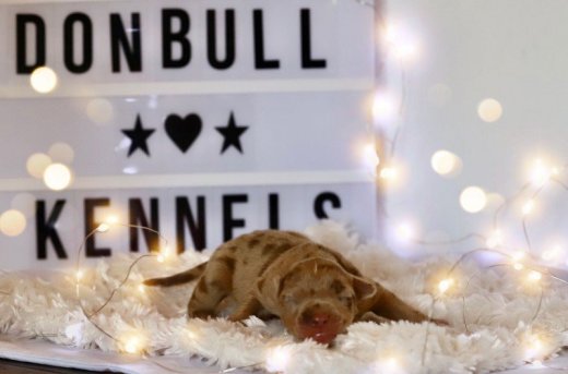 American bully xl