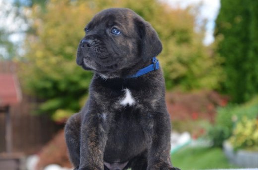 Cane corso