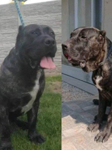 Kanarská doga (Perro de presa canario)
