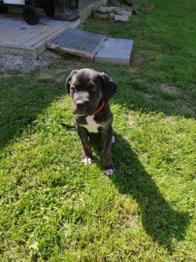 Cane Corso Fenka