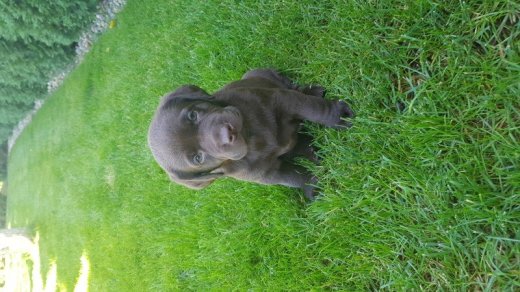 Labrador čokoladový
