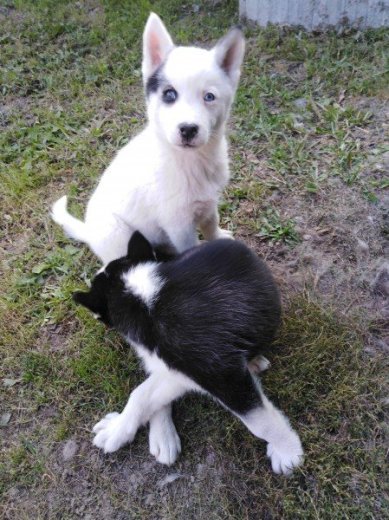 Sibírsky husky