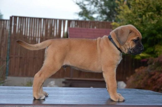 Cane Corso