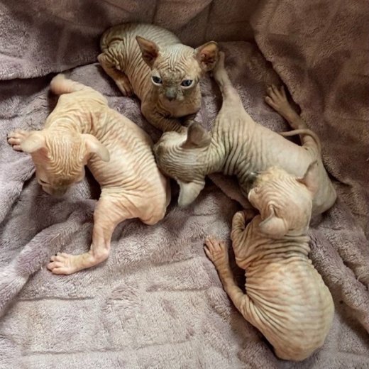 Na predaj maciatka Sphynx