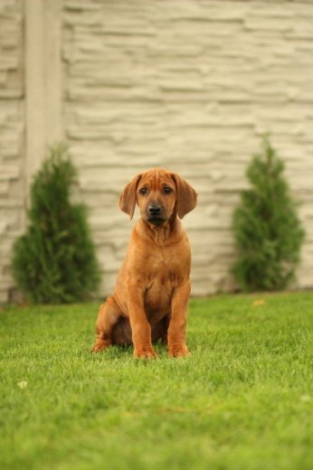 Šteniatka Rhodesian Ridgeback
