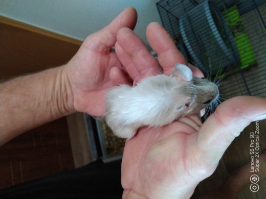 Osmak degu