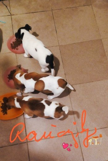 Predám šteniatka Jack Russell Teriér