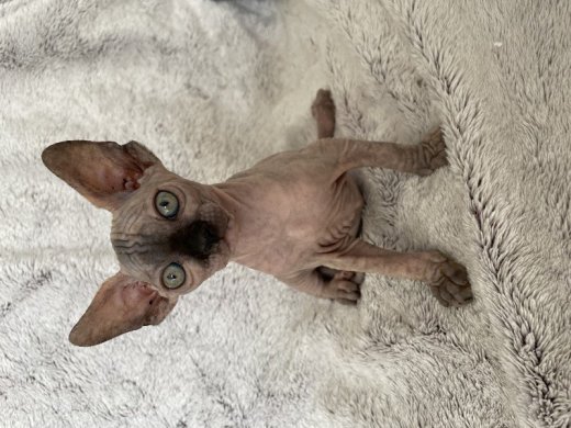 Kanadský sphynx mačiatka