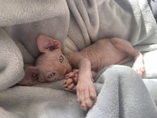 Sphynx - kanadsky