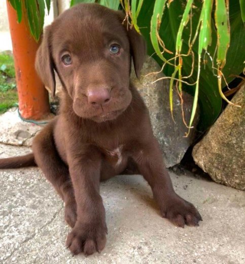 Cokoladovy labrador