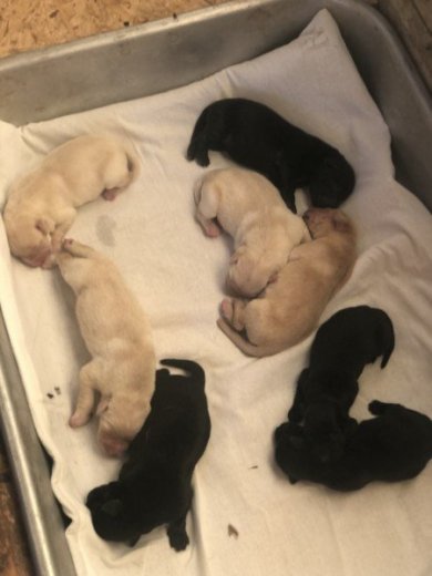 Steniatka labrador biele a čierne