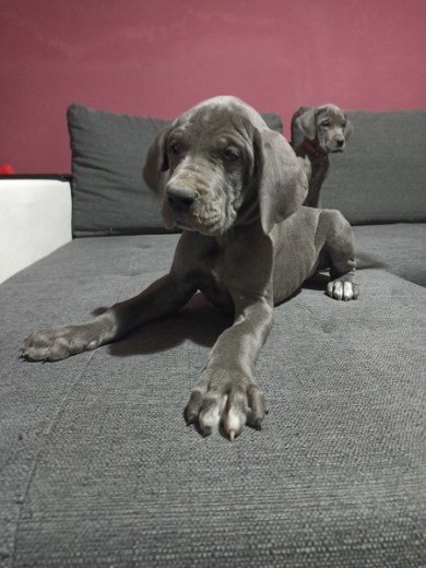 Nemecká doga modrá