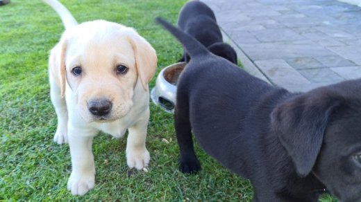 Labrador steniatká