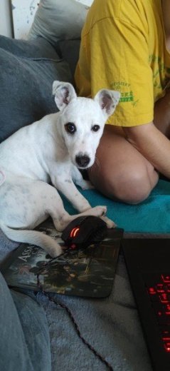 Jack Russel