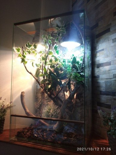 Chameleon jemensky +terarium