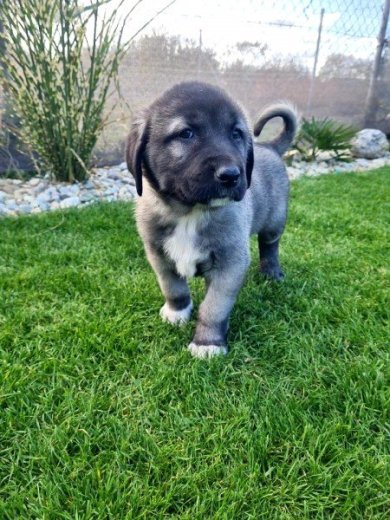 Kangal / Kangalský pastiersky pes