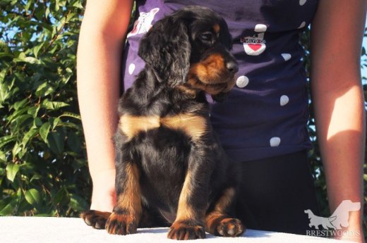 Gordon setter - šteniatka s PP