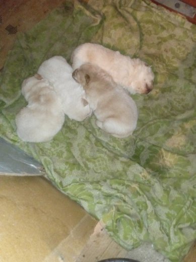 Chow chow biele