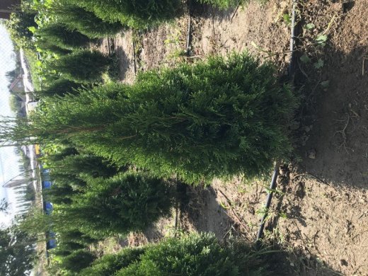 Thuja "Smaragd" - priamo od pestovateľa