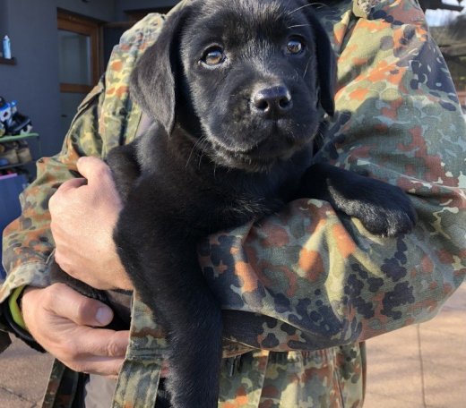 Labrador steniatka