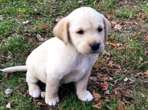 Labrador šteniatka