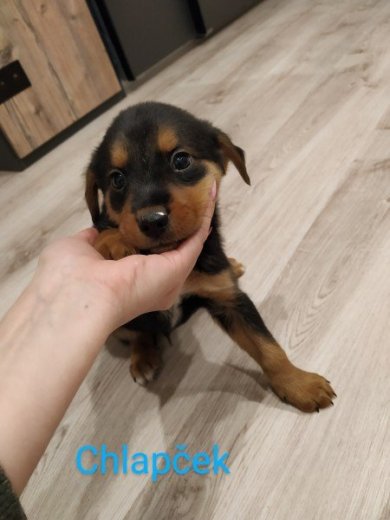 Šteniatka ihneď k odberu