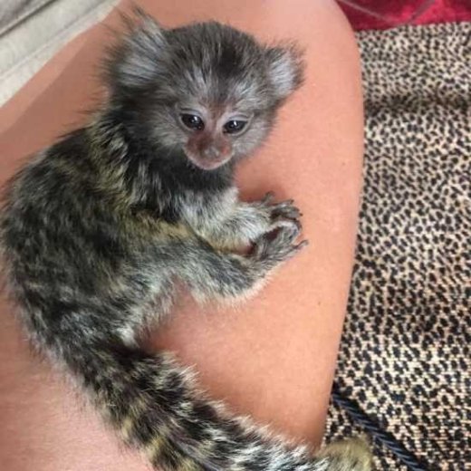 2 Marmoset opice pre nový domov.