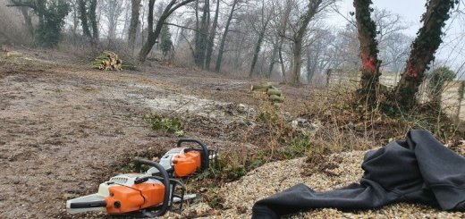 Pilčícke práce, výrub stromov za susedské ceny