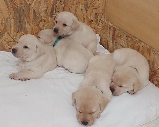 Labrador retriver