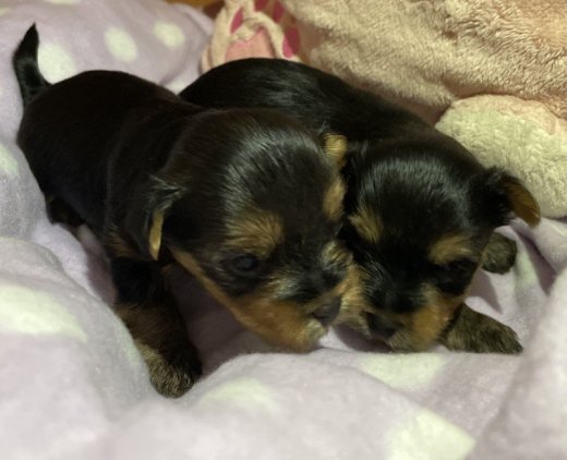 Yorkshire terrier s PP