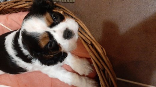 Cavalier king charls španiel