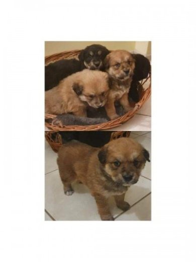 Akita Inu/Berdsky salasnicky pes