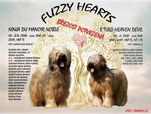 Briard - plavá štěňata