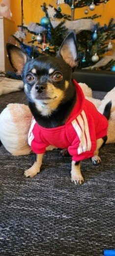 Adidog mikina pre psa