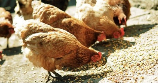 Farma M ponúka živú hydinu na predaj