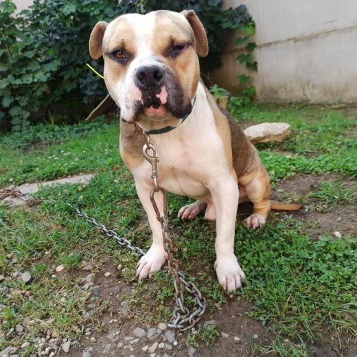 Americký staffordshirský terrier