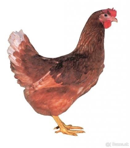 Mládky nosníc Dominant